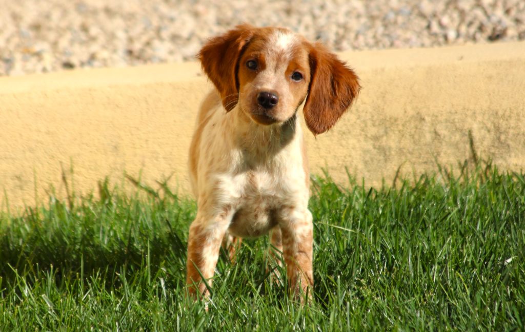 du Canal de Lunel - Chiot disponible  - Epagneul Breton