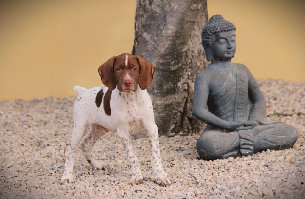 du Canal de Lunel - Chiot disponible  - Braque français, type Pyrenees (petite taille)