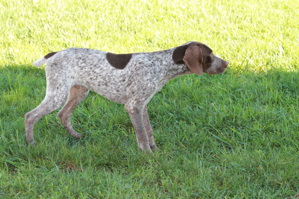 du Canal de Lunel - Chiots mâle de 5 mois disponible 