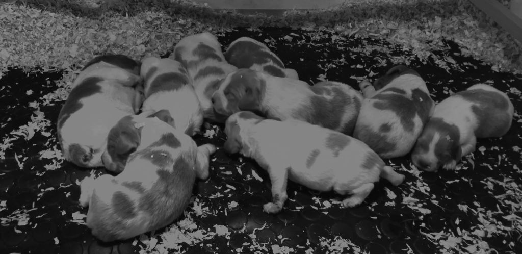 A réserver chiots Epagneul Breton 