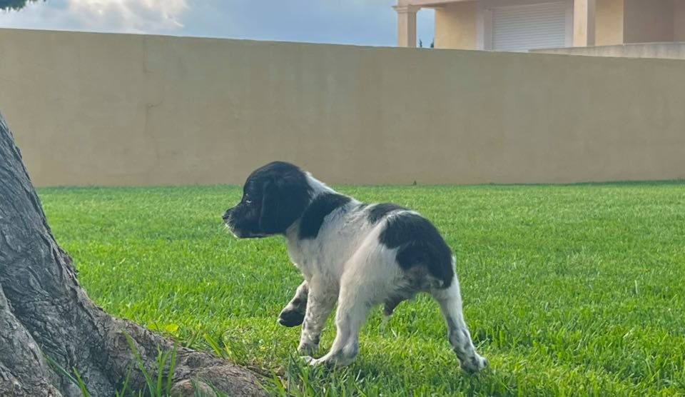 du Canal de Lunel - Chiots disponibles - Epagneul Breton