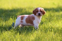 CHIOT