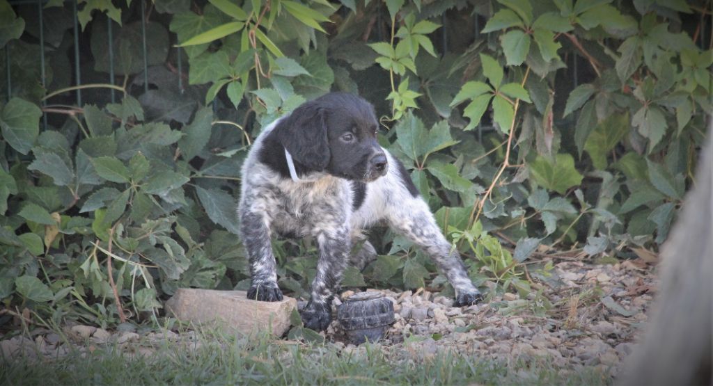 du Canal de Lunel - Epagneul Breton - Portée née le 11/07/2019